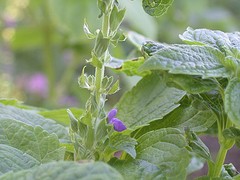 Salvia hispanica
