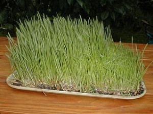 hierba de trigo