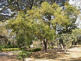 árbol de neem