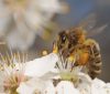 Polen de abejas contra el colesterol alto