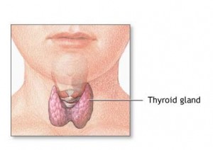 glándula tiroide