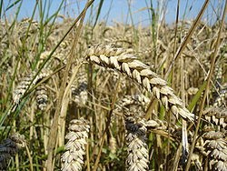 Propiedades del germen de trigo